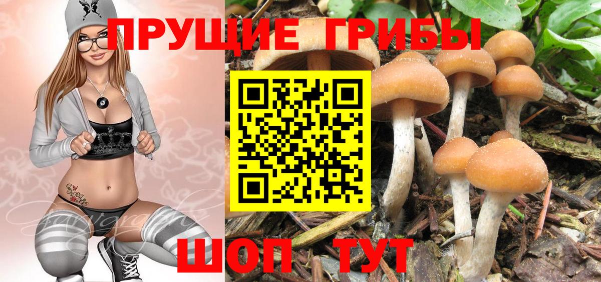 Псилоцибиновые грибы GOLDEN TEACHER  Галлюциногенные грибы прущие грибы  Балашов  Вход с VPN 